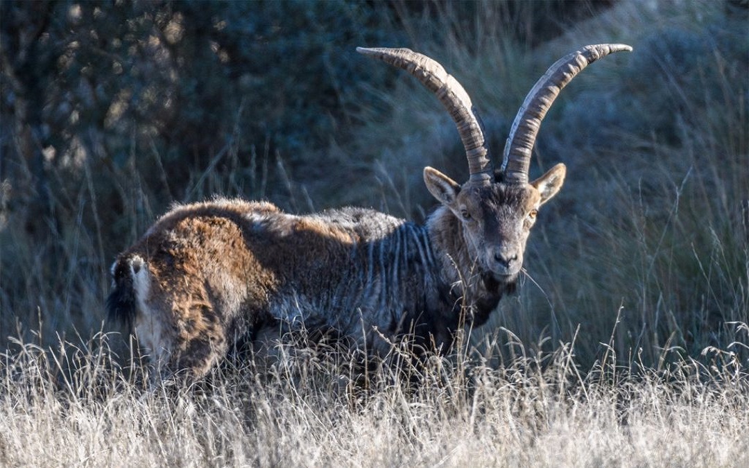 Cientos de ejemplares de cabra hispánica afectados por la sarna en el Matarraña